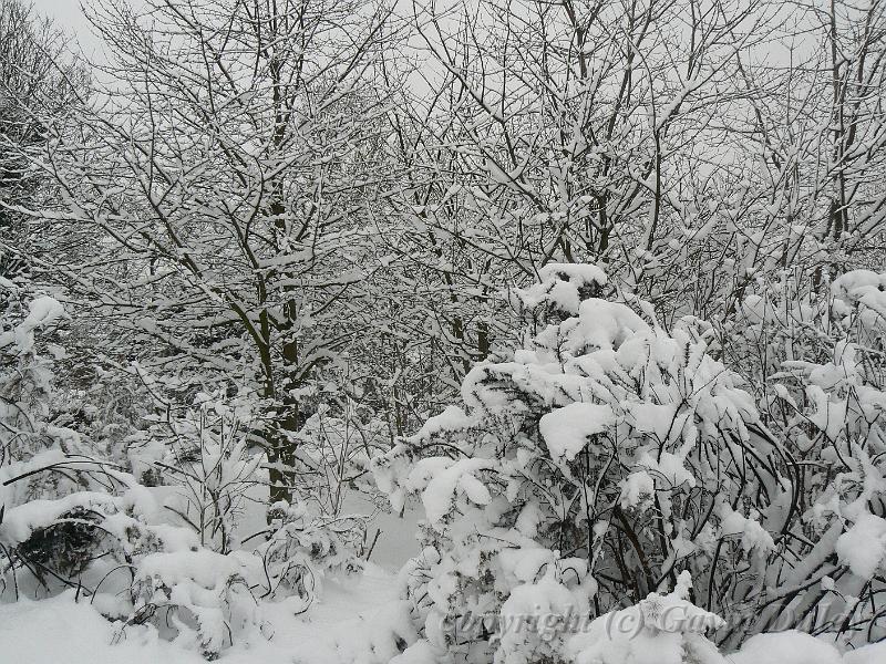 Snow, Blackheath P1070054.JPG